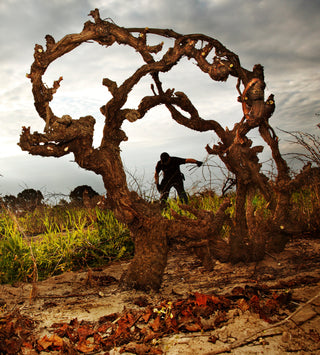 Australien topvine