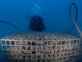 Anemonernas hav 2018